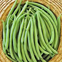 لوبیا سبز تازه چیده