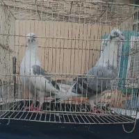 کبوتر نر و ماده ابلغ مسافتی