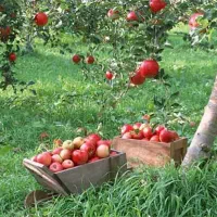 کلیه خدمات باغداری صفرتاصد