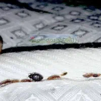 سم پاشی سوسک، ساس، باضمانت یک سال بامهر فاکتور
