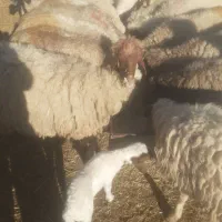 گوسفندداشت|حیوانات مزرعه|گهواره, |دیوار