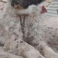 توله لاس یک سال نیمه