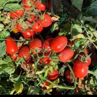 اجاره زمین کشاورزی