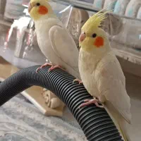 عروس هلندی|پرنده|کرمانشاه, |دیوار