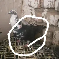 گمشده یک عدد سینه سفید درمحدوده باغ اسیا