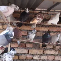 تعداد ۴۰ طوق کبوتر یه جایی