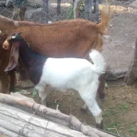 بز نژدی اصل با کهره ماده
