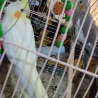 دوتا جوجه دستی و فنچ|پرنده|پاکدشت, خاتون آباد|دیوار