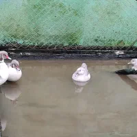 ماندارین و کارولین|حیوانات مزرعه|لاهیجان, کوی آزادگان|دیوار