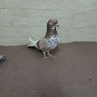 جوجه کفتر گمشده