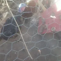 خروس ومرغ