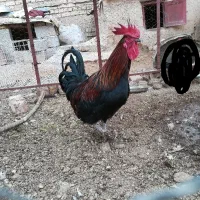 خروس چاق محلی جوانه اصل