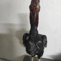 خروس و مرغ اشامو