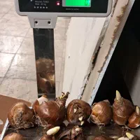 بزرگترین پیاز گل نرگس شیراز در کشور