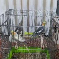 ۳تا عروس فروشی قیمت ۲۳۰۰