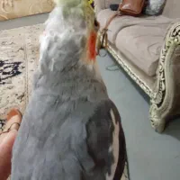 عروس هلندی