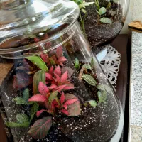 تراریوم گل  گلدان شیشه ای