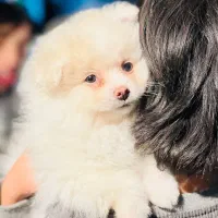 سگ پامر|سگ|اهواز, امانیه|دیوار