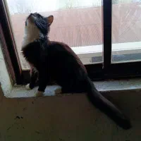 گربه ماده پرشین میکس