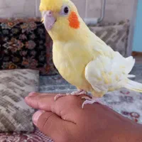 عروس هلندی دست آموز|پرنده|تربت جام, کلالی|دیوار