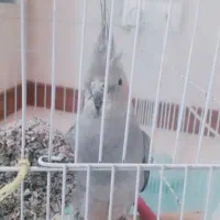 عروس هلندی سخنگو