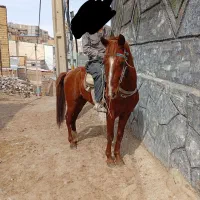 اسب چهار ساله بدون ایراد  مدارک دار