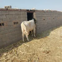 گاو نر یکساله جوان|حیوانات مزرعه|زیرکوه, |دیوار