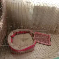 فروش وسایل جانبی سگ خانگی