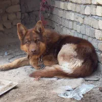 توله.سگ.ژرمن شپردنر۱۴ماه کینک سایزنگهبان معاوضه