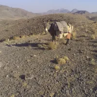 الاغ