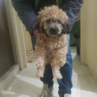 پودل دوماه فقط شش تومان فوری