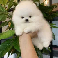 خاص و حرفه ای سایز ریز خرسی