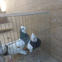 طوقی کلای پالخت|پرنده|رابر, |دیوار