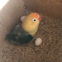 طوطی برزیلی پاربلو|پرنده|ساری, |دیوار