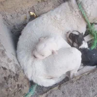 سگ پاکوتاه|سگ|مشهد, هنرستان|دیوار