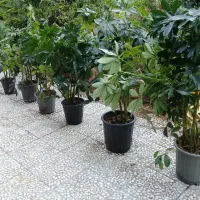 گل شفلرا سبز|گل و گیاه طبیعی|رشت, توشیبا|دیوار