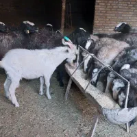 میش شال آبستن|حیوانات مزرعه|اردکان, |دیوار