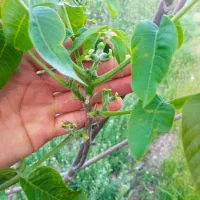 نهال (اشکان حمیدوند)