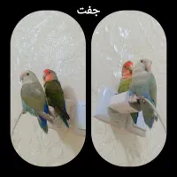 پرنده،کوتوله،طوطی برزیلی