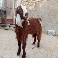 بز نر|حیوانات مزرعه|هامون, |دیوار