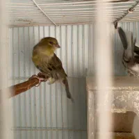 سه عدد قناری|پرنده|مشهد, رضاشهر|دیوار