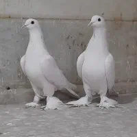 کبوتر لوتی|پرنده|تبریز, |دیوار