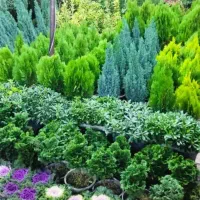 خدمات باغبانی در سراسر تهران|خدمات باغبانی و درختکاری|تهران, گلستان (شهرک راه آهن)|دیوار