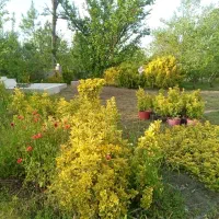 زمین مسکونی وباغی به مساحت۱۱۴۶ متر مربع|فروش زمین و ملک کلنگی|صومعه‌سرا, |دیوار