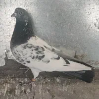 کبوتر|پرنده|ری, شهادت|دیوار