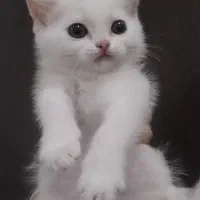 گربه بیریتیش سفیدو اسکاتیش پرشین مشکی