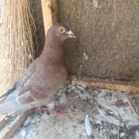 کفتر|پرنده|مشهد, بهارستان|دیوار