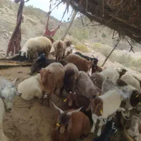 ۱۵ عدد گوسفند دونه  ای ۱۴ تومن