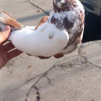 کفتر|پرنده|گرگان, |دیوار