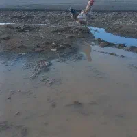 دوعدد خروس کردی